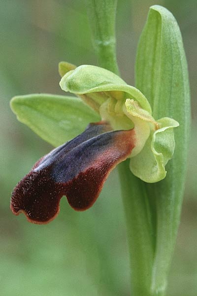 Ophrys mesaritica \ Mesara-Ragwurz / Mesarian Bee Orchid, Kreta/Crete,  Phaistos 5.1.1999 