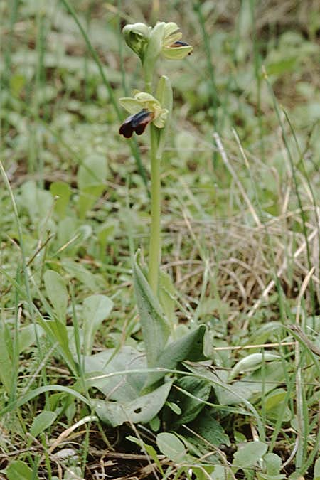 Ophrys mesaritica \ Mesara-Ragwurz / Mesarian Bee Orchid, Kreta/Crete,  Phaistos 5.1.1999 
