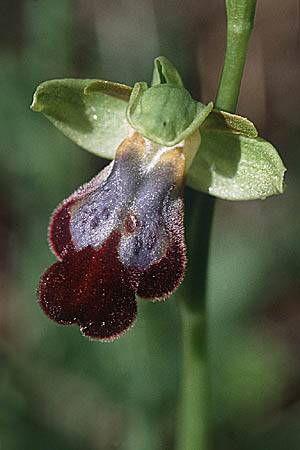 Ophrys mesaritica, Kreta Phaistos 11.2.02