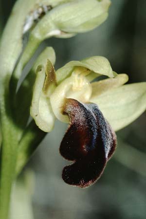 Ophrys mesaritica \ Mesara-Ragwurz / Mesarian Bee Orchid, Kreta/Crete,  Phaistos 11.2.2002 