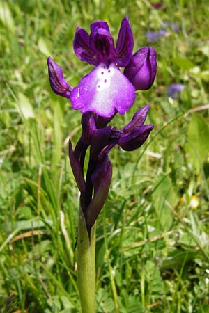Anacamptis boryi \ Borys Knabenkraut, Kreta,  Spili 5.4.2015 