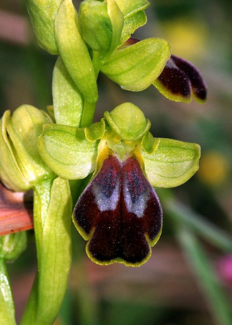 Ophrys phaidra / Cretan Dull Orchid, Crete,  Spili 24.4.2010 (Photo: Zissis Antonopoulos)