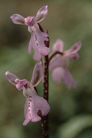 Orchis prisca \ Kreta-Knabenkraut / Crete Orchid, Kreta/Crete,  Thripti 23.4.2001 