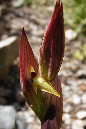 Serapias bergonii \ Lockerblütiger Zungenständel, Kreta,  Preveli 3.4.2015 