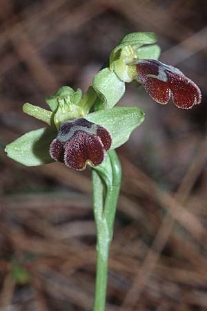 Ophrys sitiaca \ Sitia-Ragwurz / Sitia Bee Orchid, Kreta/Crete,  Stavrohori 12.2.2002 