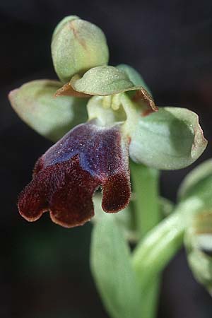 Ophrys sitiaca \ Sitia-Ragwurz / Sitia Bee Orchid, Kreta/Crete,  Arhanes, Jouhtas 13.2.2002 