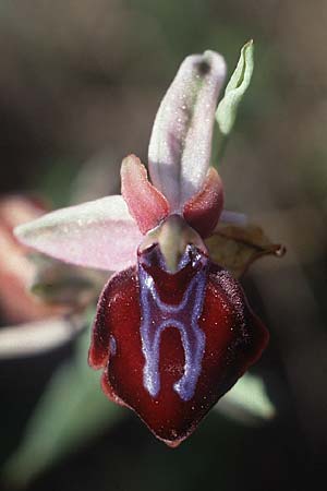 Ophrys spruneri \ Spruners Ragwurz / Spruner's Orchid, Kreta/Crete,  Rodovani 6.4.1990 