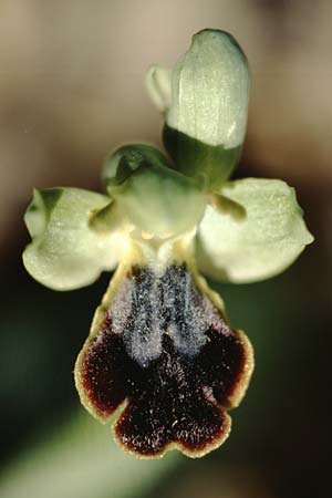 Ophrys thriptiensis \ Frühe Thripti-Ragwurz / Early Thripti Orchid, Kreta/Crete,  Monastiraki 12.2.2002 