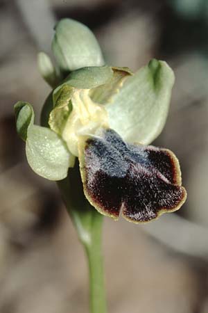 Ophrys thriptiensis \ Frühe Thripti-Ragwurz / Early Thripti Orchid, Kreta/Crete,  Monastiraki 12.2.2002 