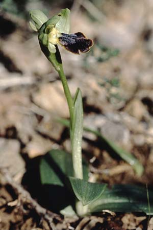 Ophrys thriptiensis \ Frühe Thripti-Ragwurz / Early Thripti Orchid, Kreta/Crete,  Monastiraki 12.2.2002 
