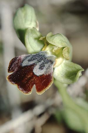 Ophrys thriptiensis \ Frühe Thripti-Ragwurz / Early Thripti Orchid, Kreta/Crete,  Monastiraki 12.2.2002 
