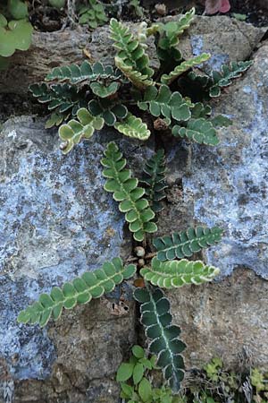 Asplenium ceterach \ Milzfarn, Schriftfarn / Rustyback, Scale Fern, Chios Vessa 1.4.2016
