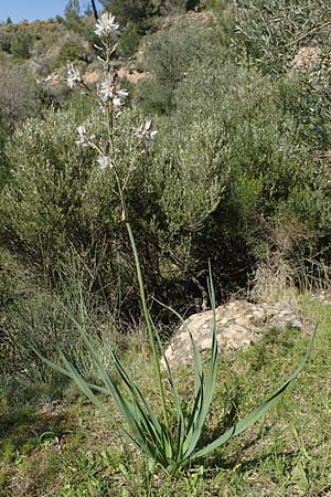Asphodelus ramosus \ �stiger Affodill / Branched Asphodel, Chios Sidirounda 30.3.2016