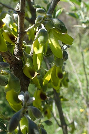 Anagyris foetida \ Stinkstrauch / Mediterranean Stinkbush, Stinking Bean Trefoil, Chios Viki 31.3.2016