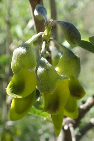 Anagyris foetida \ Stinkstrauch / Mediterranean Stinkbush, Stinking Bean Trefoil, Chios Viki 31.3.2016