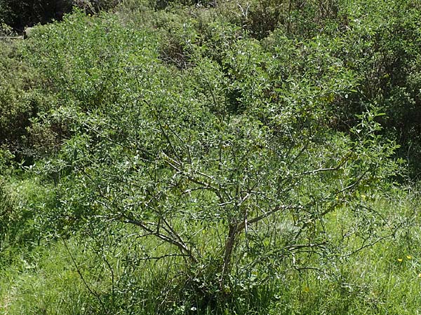 Anagyris foetida \ Stinkstrauch / Mediterranean Stinkbush, Stinking Bean Trefoil, Chios Viki 31.3.2016