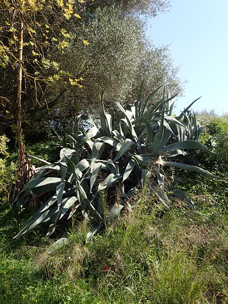 Agave americana \ Amerikanische Agave / American Agave, Chios Vavili 28.3.2016