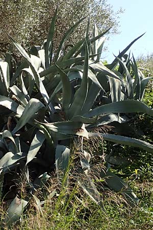 Agave americana \ Amerikanische Agave / American Agave, Chios Vavili 28.3.2016