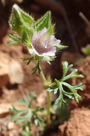 Malva aegyptia \ &Auml;gyptische Malve / Egyptian Mallow, Chios Olimbi, Agios Dynami 1.4.2016