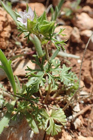Malva aegyptia \ &Auml;gyptische Malve / Egyptian Mallow, Chios Olimbi, Agios Dynami 1.4.2016