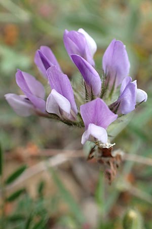 Bituminaria bituminosa \ Asphalt-Klee / Pitch Trefoil, Chios Mesta 2.4.2016