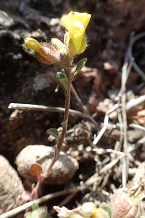 Alyssum fulvescens \ Br&auml;unliches Steinkraut / Brownish Alison, Chios Anavatos 28.3.2016