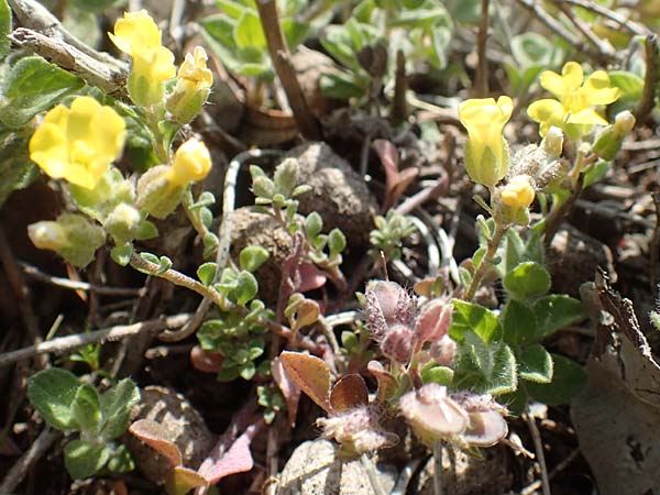 Alyssum fulvescens \ Br&auml;unliches Steinkraut / Brownish Alison, Chios Anavatos 28.3.2016