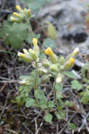 Alyssum fulvescens \ Br&auml;unliches Steinkraut / Brownish Alison, Chios Anavatos 28.3.2016