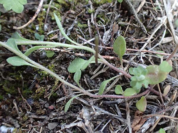 Alyssum fulvescens \ Br&auml;unliches Steinkraut / Brownish Alison, Chios Anavatos 28.3.2016