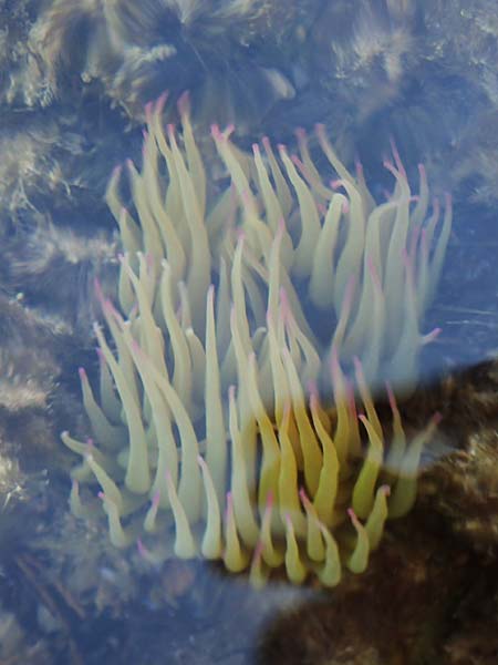 Rhodophytina spec5 ? \ Rot-Alge / Red Alga, Chios Kato Fana 29.3.2016