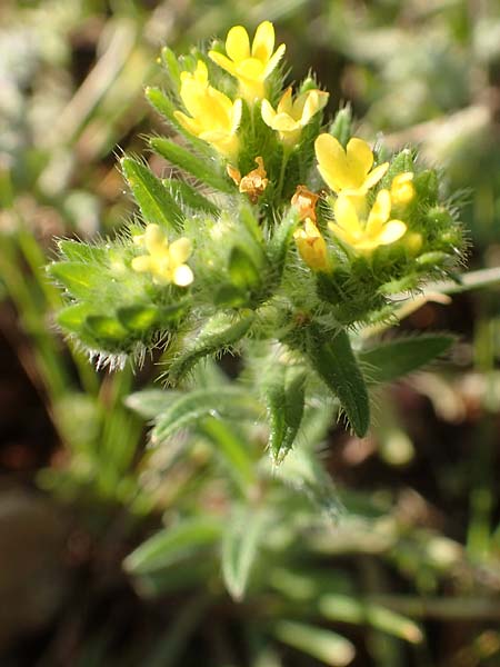 Neatostema apulum \ Apulischer Steinsame / Yellow Gromwell, Chios Emporios 29.3.2016
