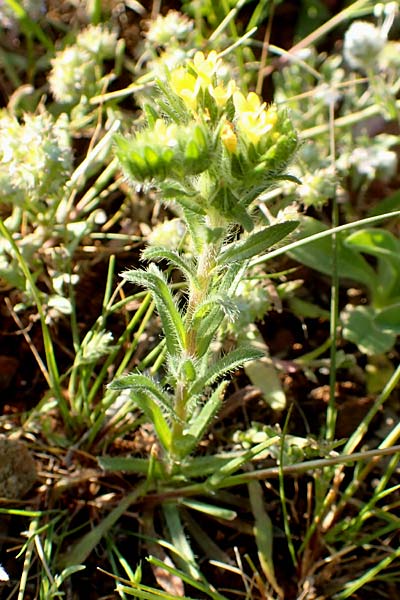 Neatostema apulum \ Apulischer Steinsame / Yellow Gromwell, Chios Emporios 29.3.2016