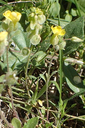 Alyssum fulvescens \ Br&auml;unliches Steinkraut / Brownish Alison, Chios Viki 30.3.2016