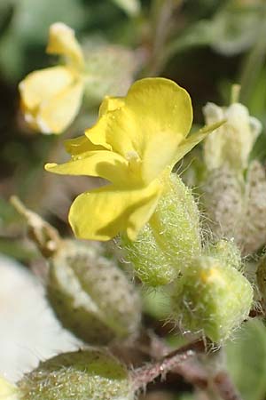 Alyssum fulvescens \ Br&auml;unliches Steinkraut / Brownish Alison, Chios Viki 30.3.2016