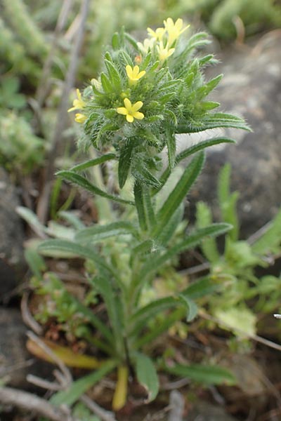 Neatostema apulum \ Apulischer Steinsame / Yellow Gromwell, Chios Mesta 2.4.2016