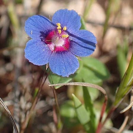 Lysimachia monelli \ Leinbl&auml;ttriger Gauchheil / Flaxleaf Pimpernel, Chios Olimbi, Agios Dynami 1.4.2016