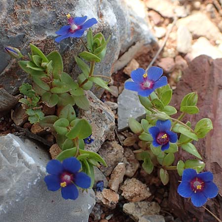 Lysimachia monelli \ Leinbl&auml;ttriger Gauchheil / Flaxleaf Pimpernel, Chios Olimbi, Agios Dynami 1.4.2016