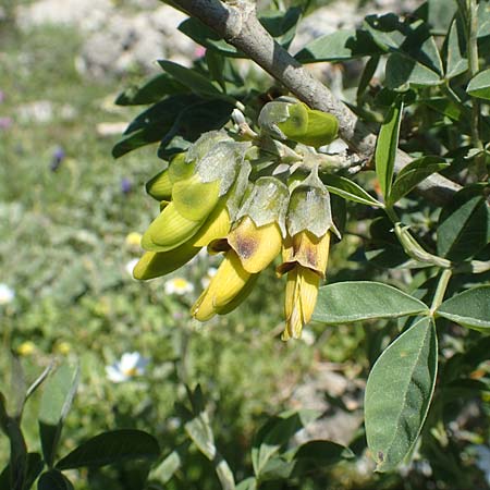 Anagyris foetida \ Stinkstrauch / Mediterranean Stinkbush, Stinking Bean Trefoil, Chios Viki 30.3.2016