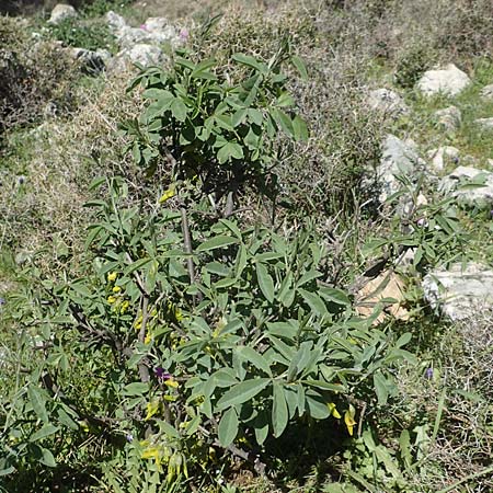 Anagyris foetida \ Stinkstrauch / Mediterranean Stinkbush, Stinking Bean Trefoil, Chios Viki 30.3.2016