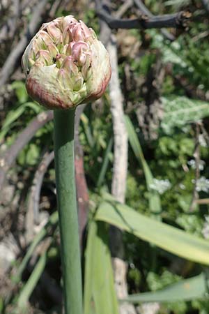 Allium nigrum \ Schwarzer Lauch / Black Garlic, Broad-Leaved Leek, Chios Pirgi 1.4.2016