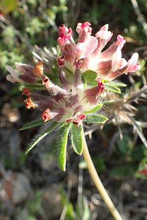 Anthyllis vulneraria subsp. praepropera \ Roter Wundklee / Red Kidney Vetch, Chios Olimbi, Agios Dynami 1.4.2016