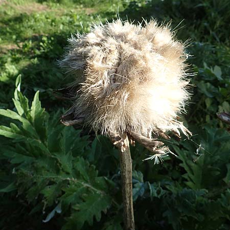 Cynara cardunculus var. scolymus \ Artischocke / Globe Artichoke, Cardoon, Chios Kampos 29.3.2016