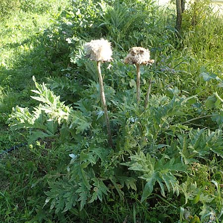 Cynara cardunculus var. scolymus \ Artischocke / Globe Artichoke, Cardoon, Chios Kampos 29.3.2016