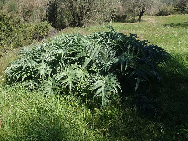 Cynara cardunculus var. scolymus \ Artischocke / Globe Artichoke, Cardoon, Chios Viki 31.3.2016
