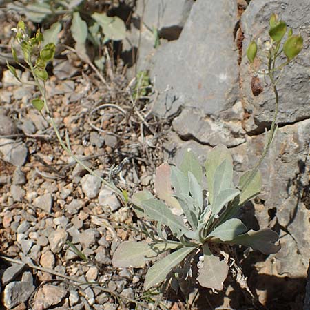 Aurinia saxatilis subsp. orientalis \ &Ouml;stliches Felsen-Steinkraut / Basket of Gold, Goldentuft Alyssum, Chios Anavatos 28.3.2016