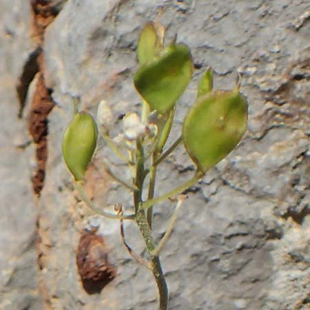 Aurinia saxatilis subsp. orientalis \ &Ouml;stliches Felsen-Steinkraut / Basket of Gold, Goldentuft Alyssum, Chios Anavatos 28.3.2016