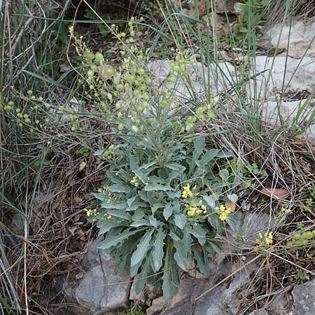 Aurinia saxatilis subsp. orientalis \ &Ouml;stliches Felsen-Steinkraut / Basket of Gold, Goldentuft Alyssum, Chios Nea Moni 28.3.2016