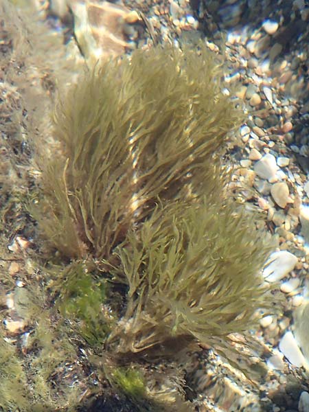 Chondrus crispus ? \ Gemeiner Knorpeltang, Irisch-Moos / Irish Moss, Carrageen Moss, Chios Kato Fana 29.3.2016