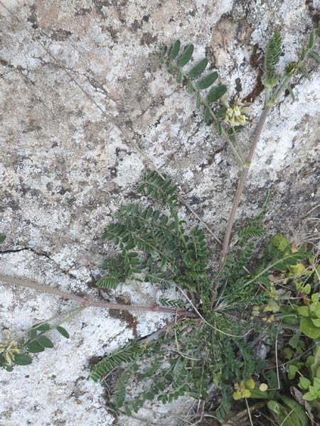 Astragalus hamosus \ Haken-Tragant / Southern Milk-Vetch, Chios Anavatos 28.3.2016