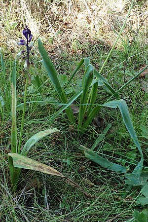 Bellevalia trifoliata \ Dreiblttrige Hyazinthe / Turkish Bellevalia, Chios Vavili 28.3.2016